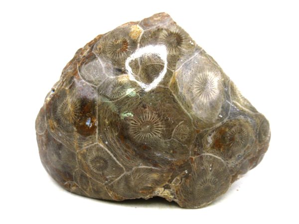 Morocco Carboniferous Actinocyathus Rugose Coral 44 | Fossils for Sale General Carboniferous Age Actinocyathus Rugose Fossils from Morocco for Sale #44