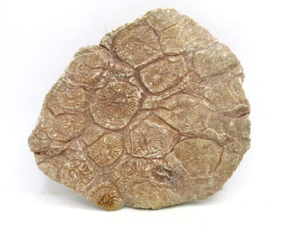 Morocco Carboniferous Actinocyathus Rugose Coral 45a | Fossils for Sale General Carboniferous Age Actinocyathus Rugose Fossils from Morocco for Sale #45a