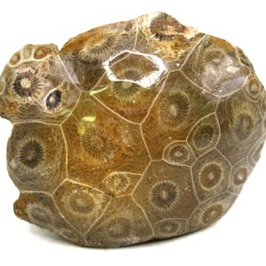 General Carboniferous Age Actinocyathus Rugose Fossils from Morocco for Sale #46