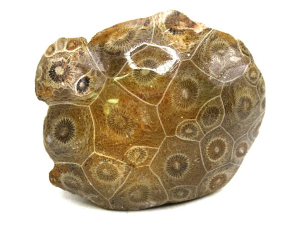 Morocco Carboniferous Actinocyathus Rugose Coral 46 | Fossils for Sale General Carboniferous Age Actinocyathus Rugose Fossils from Morocco for Sale #46