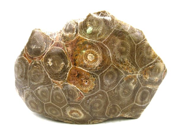 Morocco Carboniferous Actinocyathus Rugose Coral 47 | Fossils for Sale General Carboniferous Age Actinocyathus Rugose Fossils from Morocco for Sale #47