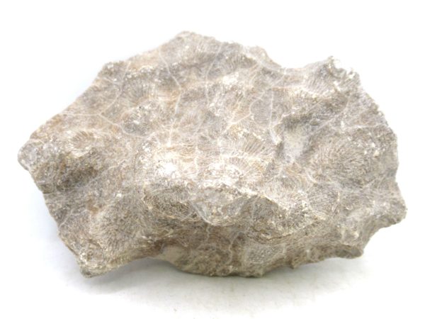 Morocco Carboniferous Actinocyathus Rugose Coral 47a | Fossils for Sale General Carboniferous Age Actinocyathus Rugose Fossils from Morocco for Sale #47a