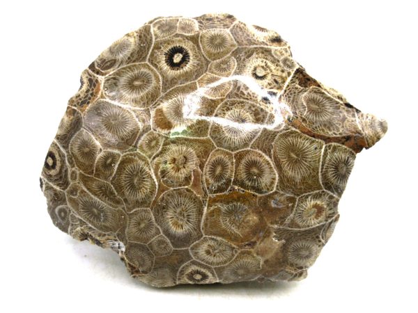 Morocco Carboniferous Actinocyathus Rugose Coral 48 | Fossils for Sale General Carboniferous Age Actinocyathus Rugose Fossils from Morocco for Sale #48