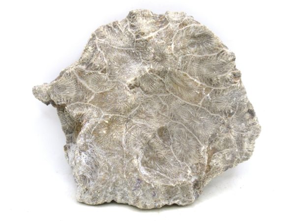 Morocco Carboniferous Actinocyathus Rugose Coral 48a | Fossils for Sale General Carboniferous Age Actinocyathus Rugose Fossils from Morocco for Sale #48a
