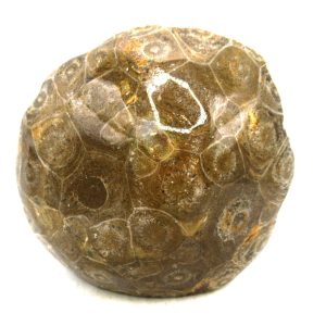 General Carboniferous Age Actinocyathus Rugose Fossils from Morocco for Sale #49