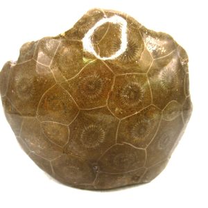 General Carboniferous Age Actinocyathus Rugose Fossils from Morocco for Sale #50