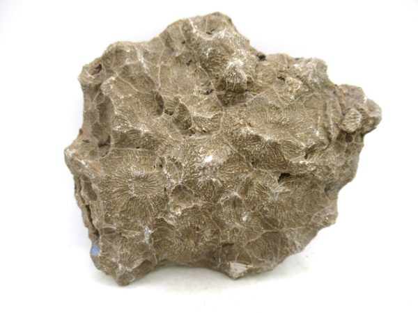 Morocco Carboniferous Actinocyathus Rugose Coral 50a | Fossils for Sale General Carboniferous Age Actinocyathus Rugose Fossils from Morocco for Sale #50a