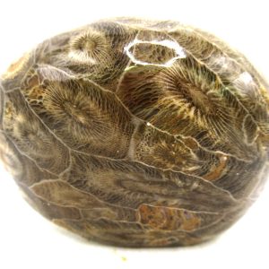 General Carboniferous Age Actinocyathus Rugose Fossils from Morocco for Sale #51