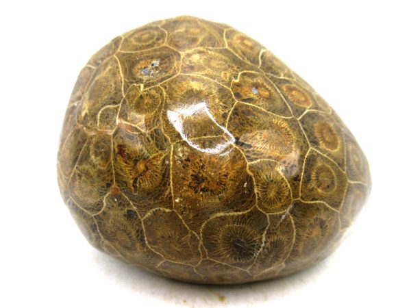 Morocco Carboniferous Actinocyathus Rugose Coral 52 | Fossils for Sale General Carboniferous Age Actinocyathus Rugose Fossils from Morocco for Sale #52