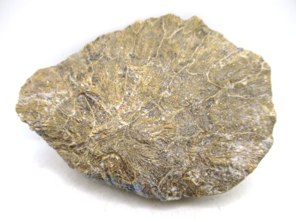 Morocco Carboniferous Actinocyathus Rugose Coral 52a | Fossils for Sale General Carboniferous Age Actinocyathus Rugose Fossils from Morocco for Sale #52a