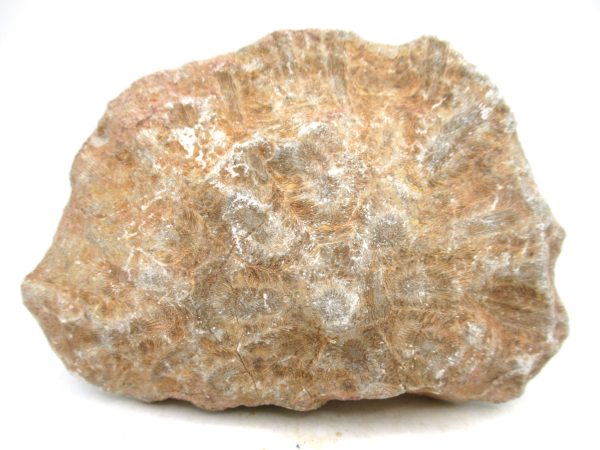 Morocco Carboniferous Actinocyathus Rugose Coral 53a | Fossils for Sale General Carboniferous Age Actinocyathus Rugose Fossils from Morocco for Sale #53a