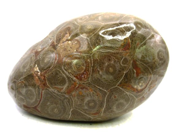 Morocco Carboniferous Actinocyathus Rugose Coral 54 | Fossils for Sale General Carboniferous Age Actinocyathus Rugose Fossils from Morocco for Sale #54