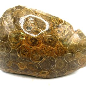 General Carboniferous Age Actinocyathus Rugose Fossils from Morocco for Sale #55