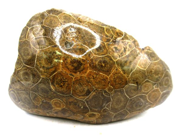 Morocco Carboniferous Actinocyathus Rugose Coral 55 | Fossils for Sale General Carboniferous Age Actinocyathus Rugose Fossils from Morocco for Sale #55