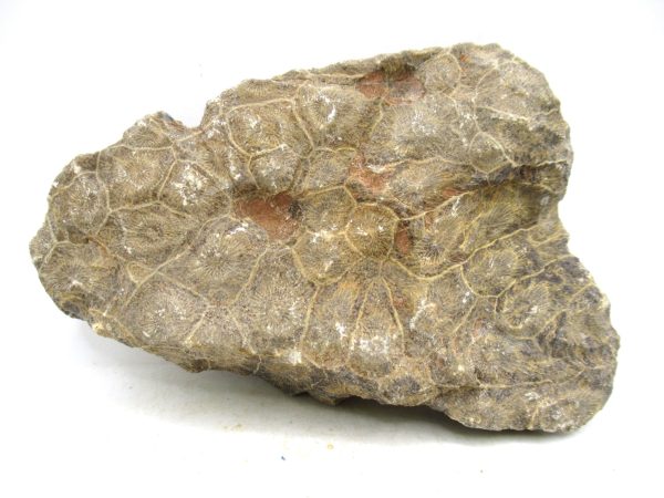 Morocco Carboniferous Actinocyathus Rugose Coral 55a | Fossils for Sale General Carboniferous Age Actinocyathus Rugose Fossils from Morocco for Sale #55a