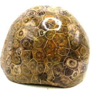 General Carboniferous Age Actinocyathus Rugose Fossils from Morocco for Sale #56