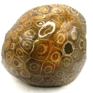 General Carboniferous Age Actinocyathus Rugose Fossils from Morocco for Sale #58