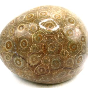 General Carboniferous Age Actinocyathus Rugose Fossils from Morocco for Sale #59