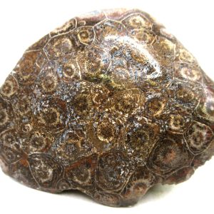 General Carboniferous Age Actinocyathus Rugose Fossils from Morocco for Sale #60