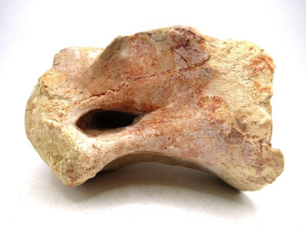 Morocco Cretaceous Age Sigilmassasaurus Dinosaur Vertebra 7 | Fossils for Sale