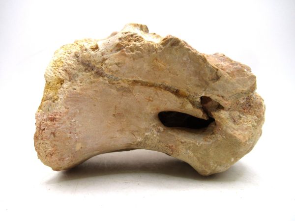Morocco Cretaceous Age Sigilmassasaurus Dinosaur Vertebra 7b | Fossils for Sale