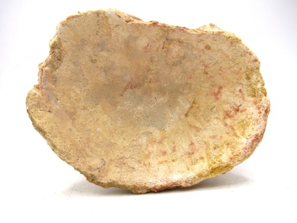 Morocco Cretaceous Age Sigilmassasaurus Dinosaur Vertebra 7c | Fossils for Sale