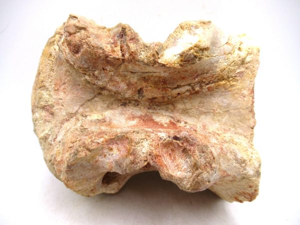 Morocco Cretaceous Age Sigilmassasaurus Dinosaur Vertebra 7d | Fossils for Sale