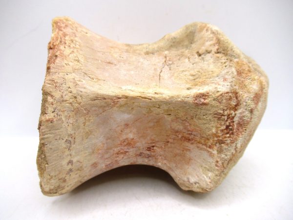 Morocco Cretaceous Age Sigilmassasaurus Dinosaur Vertebra 7e | Fossils for Sale