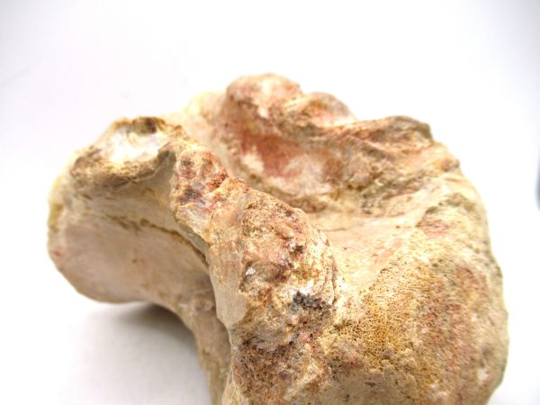 Morocco Cretaceous Age Sigilmassasaurus Dinosaur Vertebra 7f | Fossils for Sale