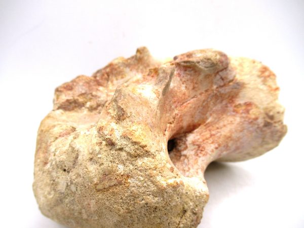 Morocco Cretaceous Age Sigilmassasaurus Dinosaur Vertebra 7g | Fossils for Sale