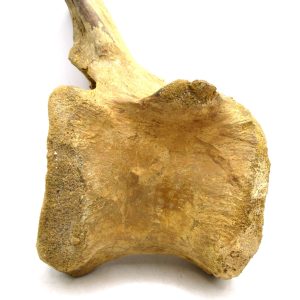 Spinosaurus Dinosaur Bone Fossil for Sale from Morocco #5