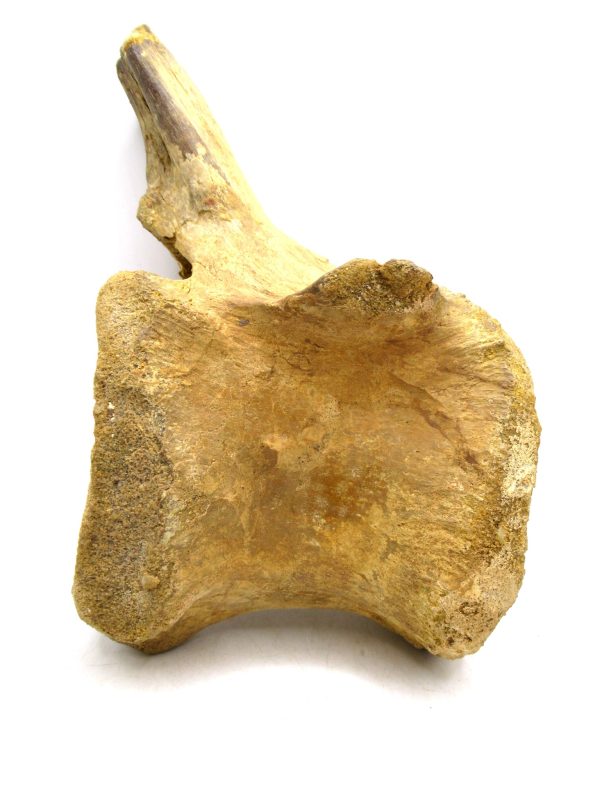 Morocco Cretaceous Age Spinosaurus Dinosaur Vertebra 5 | Fossils for Sale