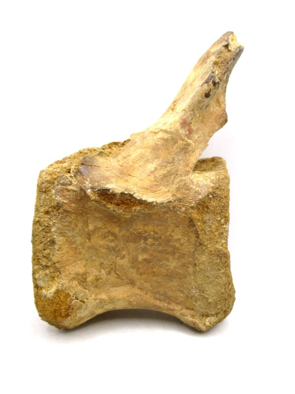 Morocco Cretaceous Age Spinosaurus Dinosaur Vertebra 5a | Fossils for Sale