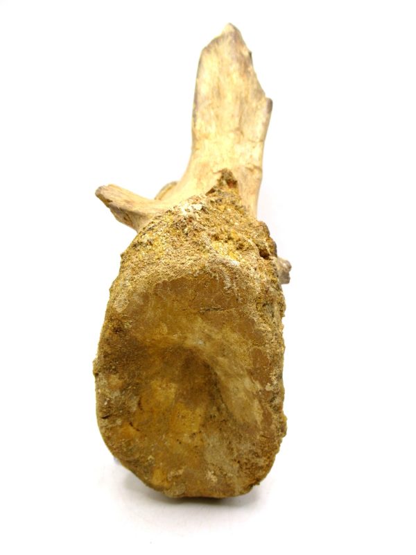 Morocco Cretaceous Age Spinosaurus Dinosaur Vertebra 5c | Fossils for Sale