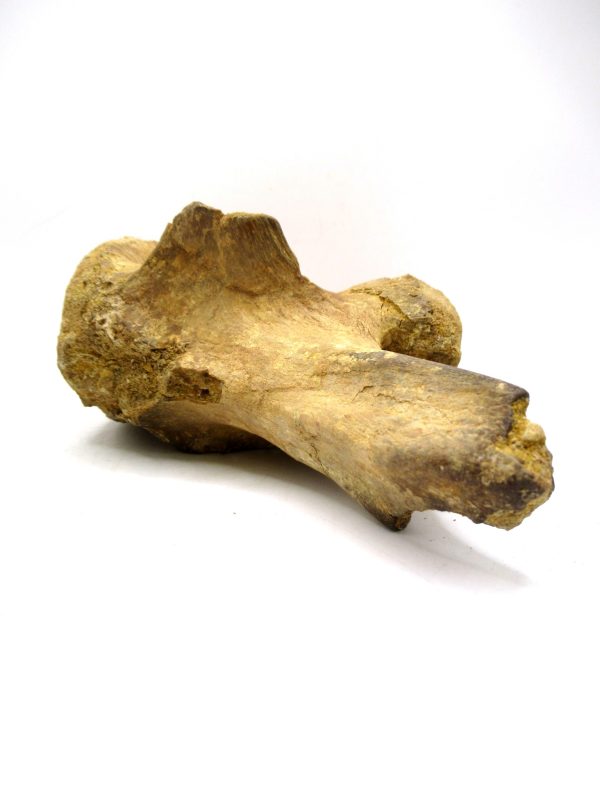 Morocco Cretaceous Age Spinosaurus Dinosaur Vertebra 5e | Fossils for Sale