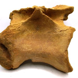 Spinosaurus Dinosaur Bone Fossil for Sale from Morocco #6