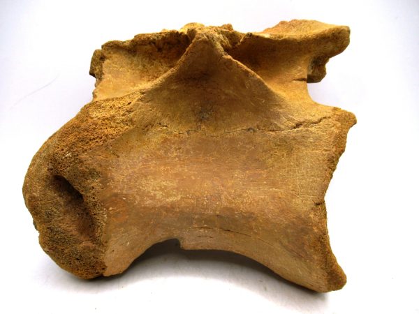 Morocco Cretaceous Age Spinosaurus Dinosaur Vertebra 6 | Fossils for Sale