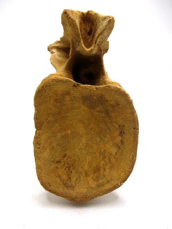 Morocco Cretaceous Age Spinosaurus Dinosaur Vertebra 6c | Fossils for Sale