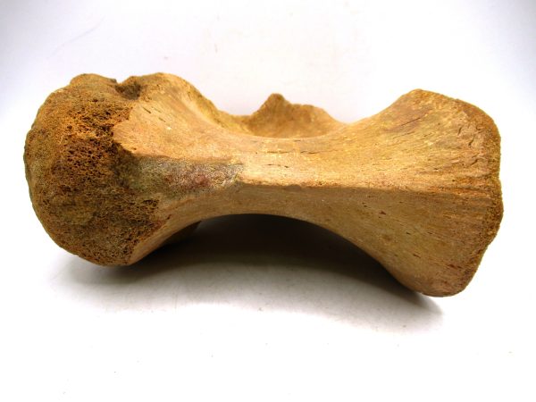 Morocco Cretaceous Age Spinosaurus Dinosaur Vertebra 6d | Fossils for Sale