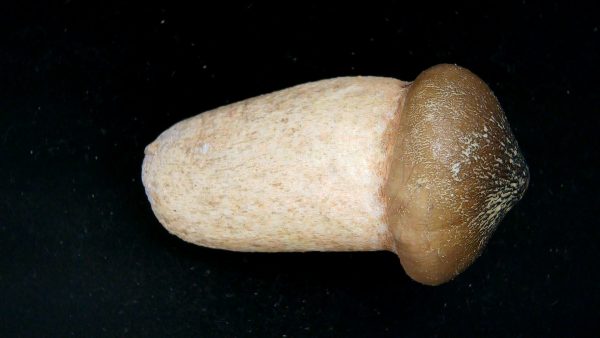 Morocco Cretaceous Igdamanosaurus Mosasaurus Rooted Tooth 1 | Fossils for Sale