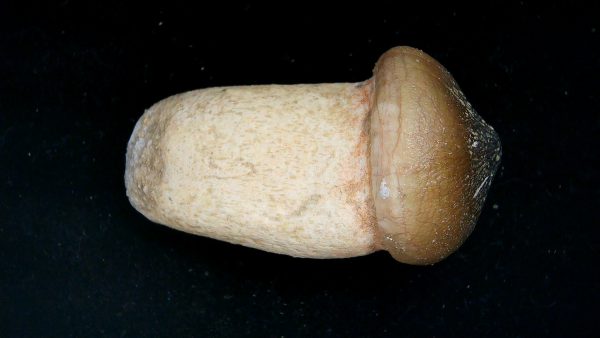 Morocco Cretaceous Igdamanosaurus Mosasaurus Rooted Tooth 1a | Fossils for Sale