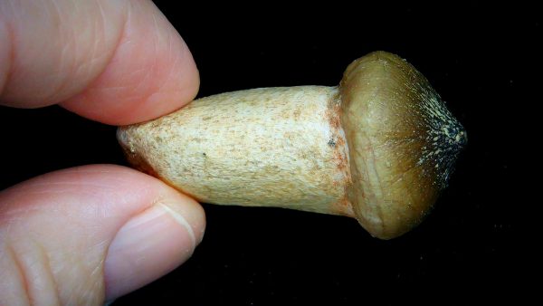 Morocco Cretaceous Igdamanosaurus Mosasaurus Rooted Tooth 1b | Fossils for Sale