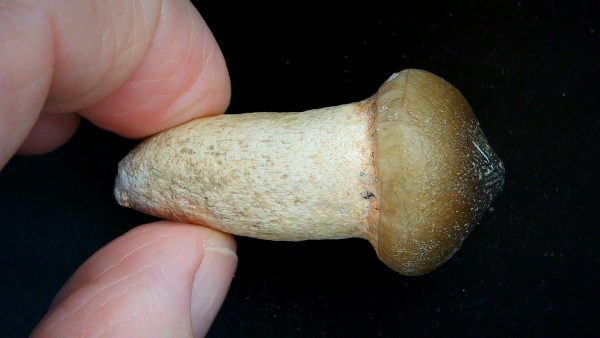Morocco Cretaceous Igdamanosaurus Mosasaurus Rooted Tooth 1c | Fossils for Sale