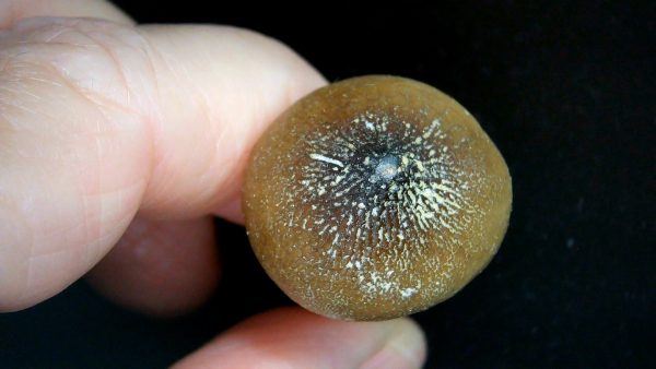 Morocco Cretaceous Igdamanosaurus Mosasaurus Rooted Tooth 1d | Fossils for Sale