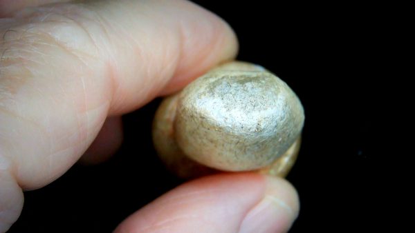 Morocco Cretaceous Igdamanosaurus Mosasaurus Rooted Tooth 1e | Fossils for Sale