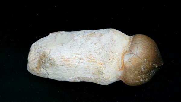 Morocco Cretaceous Igdamanosaurus Mosasaurus Rooted Tooth 2a | Fossils for Sale