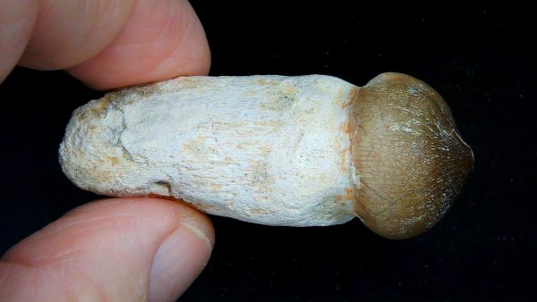 Morocco Cretaceous Igdamanosaurus Mosasaurus Rooted Tooth 2b | Fossils for Sale