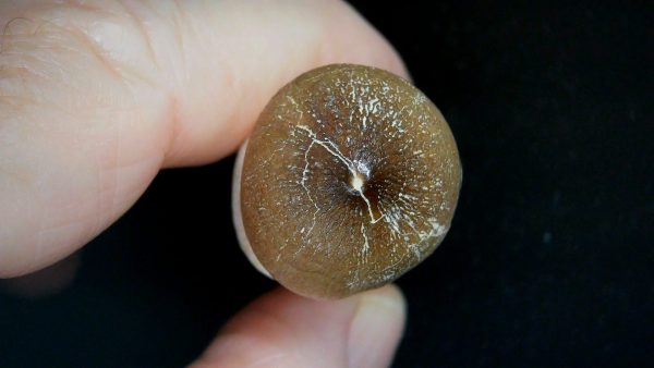 Morocco Cretaceous Igdamanosaurus Mosasaurus Rooted Tooth 2d | Fossils for Sale