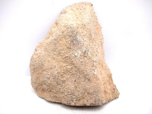 Cretaceous Dinosaur Fossil Polished Bone Slice for Sale #108 - 3.22" - Image 2