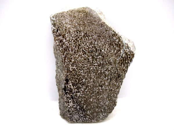 Cretaceous Dinosaur Fossil Polished Bone Slice for Sale #109 - 4.0"